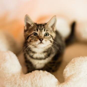 Shania -  Domestic Short Hair Cat for Adoption in Franklin, Tennessee - Shania | PetCurious