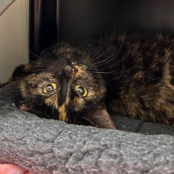 Domestic Short Hair Cats Available for Adoption - Comet | PetCurious