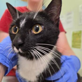 Annie -  Domestic Short Hair Cat for Adoption in Charleston, West Virginia - Annie | PetCurious