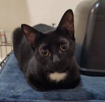Rescue Domestic Short Hair Cats for Adoption in Beeville, Texas - Missy | PetCurious