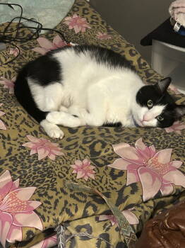 Rescue Domestic Short Hair Cats for Adoption in Breinigsville, Pennsylvania - Tuxe* | PetCurious