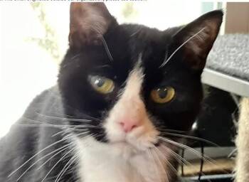 VIC -  Domestic Short Hair Cat for Adoption in Springfield, Massachusetts - VIC | PetCurious