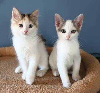 Meishan and Jaixing -  Domestic Medium Hair Cat for Adoption in Hamilton, Michigan - Meishan And Jaixing | PetCurious