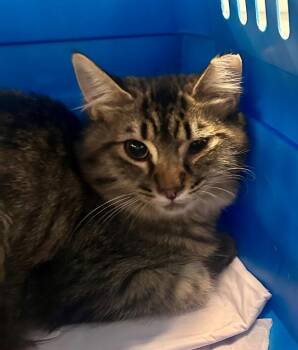 Langley -  Domestic Medium Hair Cat for Adoption in Cumming, Georgia - Langley | PetCurious