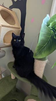 Shuri -  Domestic Long Hair Cat for Adoption in Brockport, New York - Shuri | PetCurious