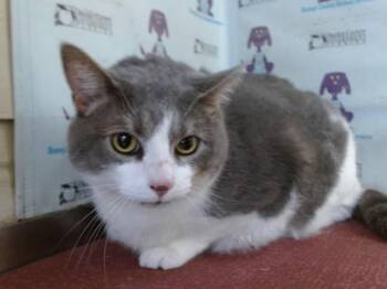SAKE -  Domestic Short Hair Cat for Adoption in Orlando, Florida - SAKE | PetCurious