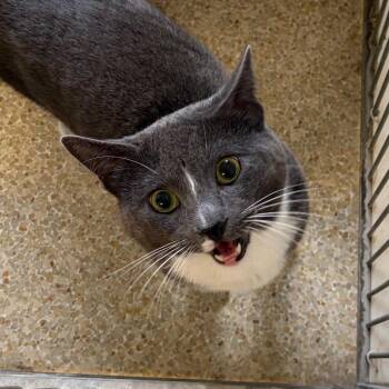 Earl Grey -  Domestic Short Hair Cat for Adoption in Goleta, California - Earl Grey | PetCurious