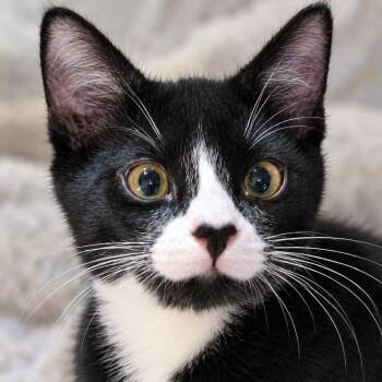 Dixon -  Domestic Short Hair Cat for Adoption in St. Augustine, Florida - Dixon | PetCurious
