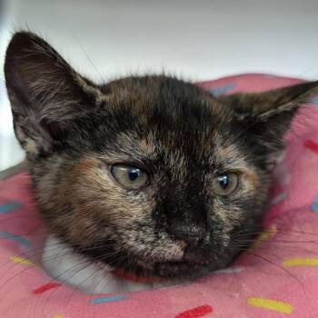 Winnie -  Domestic Short Hair Cat for Adoption in Blairsville, Georgia - Winnie | PetCurious