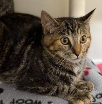 Rescue Domestic Short Hair Cats for Adoption in Sheboygan, Wisconsin - Jelly | PetCurious