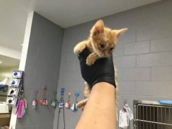 A1923316 -  Domestic Short Hair Cat for Adoption in Thousand Palms, California - A1923316 | PetCurious