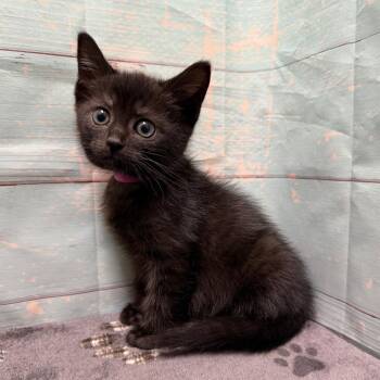 American Shorthair Cats Available for Adoption in Spokane, Washington - Pocus | PetCurious
