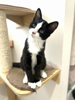 Rescue Domestic Short Hair Cats for Adoption in Saint-chrysostome, Quebec - Iggy | PetCurious