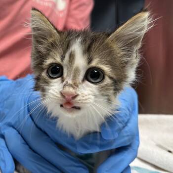 Maddix -  Domestic Medium Hair Cat for Adoption in Providence, Rhode Island - Maddix | PetCurious