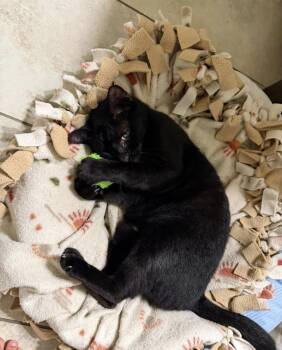 Tilty Poo -  Domestic Short Hair Cat for Adoption in Pompano Beach, Florida - Tilty Poo | PetCurious
