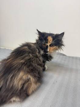 Domestic Long Hair Cats Available for Adoption in Winnipeg, Manitoba - Cat-ssie Howard | PetCurious