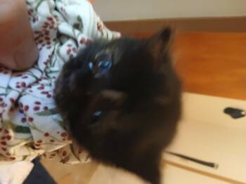 Faith -  Domestic Medium Hair Cat for Adoption in Diamond Springs, California - Faith | PetCurious