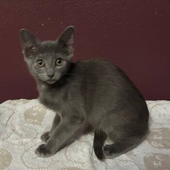 Glenda -  Domestic Short Hair Cat for Adoption in NEW PT RICHEY, Florida - Glenda | PetCurious