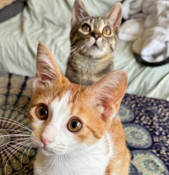 Domestic Short Hair Cats Available for Adoption - Kevyn | PetCurious