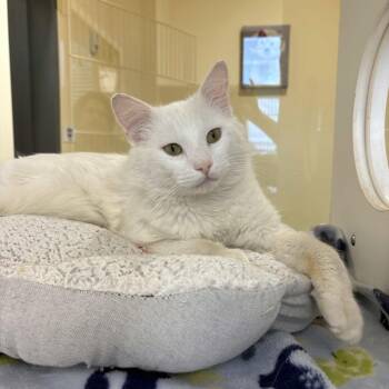 Domestic Medium Hair Cats Available for Adoption in Beaumont, Texas - Falkor | PetCurious