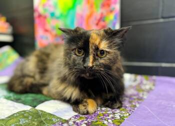 Domestic Long Hair Cats Available for Adoption - Calliope | PetCurious