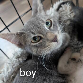 Rescue Domestic Short Hair Cats for Adoption in West Plains, Missouri - Big Baby Grey | PetCurious
