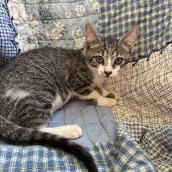 Katie -  Domestic Short Hair Cat for Adoption in Tampa, Florida - Katie | PetCurious