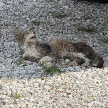 Ronnie - foster or adopter needed! -  Domestic Short Hair Cat for Adoption in North Port, Florida - Ronnie - Foster Or Adopter Needed! | PetCurious
