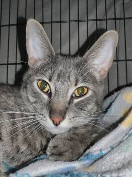 Domestic Short Hair Cats Available for Adoption in O