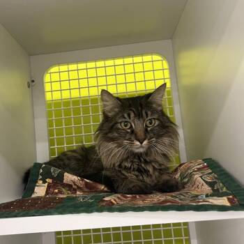 Domestic Medium Hair Cats Available for Adoption in Spokane, Washington - Jewel | PetCurious