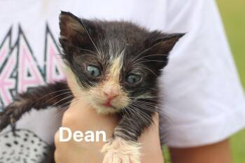 Dean -  Domestic Short Hair Cat for Adoption in Johnson City, Tennessee - Dean | PetCurious