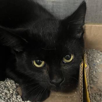 Zero -  Domestic Short Hair Cat for Adoption in Owosso, Michigan - Zero | PetCurious