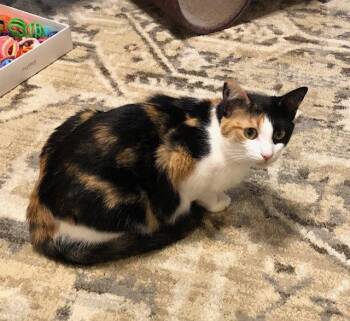 Tova -  Calico and American Shorthair Cat for Adoption in Magnolia Springs, Alabama - Tova | PetCurious
