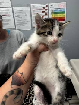 Marie Purrie -  Domestic Short Hair Cat for Adoption in Bloomington, Indiana - Marie Purrie | PetCurious