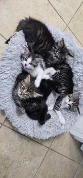 Belle -  Domestic Long Hair Cat for Adoption in Powder Springs, Georgia - Belle | PetCurious