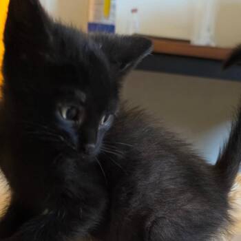 American Shorthair Cats Available for Adoption in Calimesa, California - Nyx | PetCurious