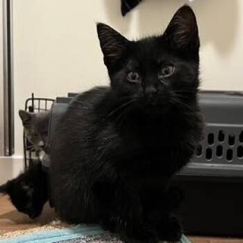 Rescue Domestic Short Hair Cats for Adoption in Blaine, Minnesota - Aria | PetCurious