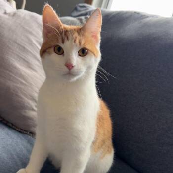 Domestic Short Hair Cats Available for Adoption in Fargo, North Dakota - Kitty | PetCurious