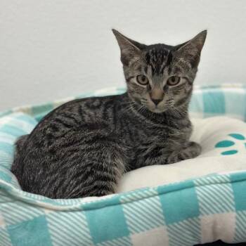 Austin -  Domestic Short Hair Cat for Adoption in Newberg, Oregon - Austin | PetCurious