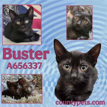 BUSTER -  Domestic Short Hair Cat for Adoption in Houston, Texas - BUSTER | PetCurious