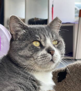 Rescue Domestic Short Hair Cats for Adoption in Oakland, California - Jerome | PetCurious