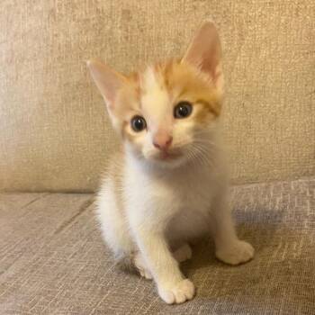 Hercules -  Domestic Short Hair Cat for Adoption in Lewisville, Texas - Hercules | PetCurious