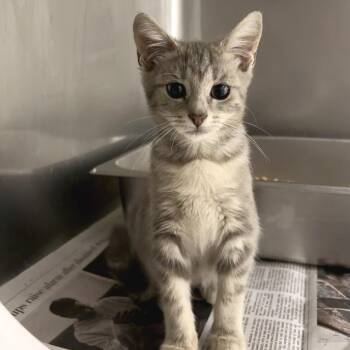 Gracie -  Domestic Short Hair Cat for Adoption in Marshall, Virginia - Gracie | PetCurious