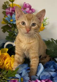 Domestic Short Hair Cats Available for Adoption - 1/23/26 - Dan | PetCurious
