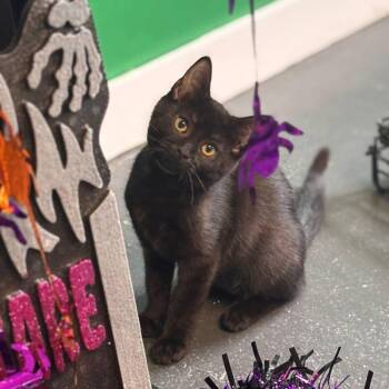 Katie -  Domestic Short Hair Cat for Adoption in Hartville, Ohio - Katie | PetCurious
