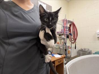 PIBBS -  Domestic Short Hair Cat for Adoption in Santa Fe, New Mexico - PIBBS | PetCurious