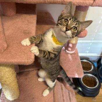 Bumblebee -  Domestic Short Hair Cat for Adoption in Rossville, Georgia - Bumblebee | PetCurious