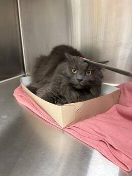 PRINCESS -  Domestic Long Hair Cat for Adoption in Indianapolis, Indiana - PRINCESS | PetCurious
