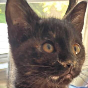 Finn -  Domestic Medium Hair Cat for Adoption in Winchester, Virginia - Finn | PetCurious