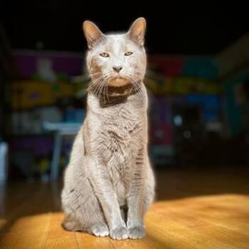 Rescue Domestic Short Hair Cats for Adoption in Stokesdale, North Carolina - Tito | PetCurious